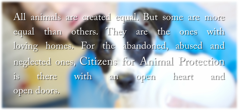 All animals are created equal. But some are more equal than others. They are the ones with
loving homes. For the abandoned, abused and neglected ones, Citizens for Animal Protection is there with an open heart and open doors